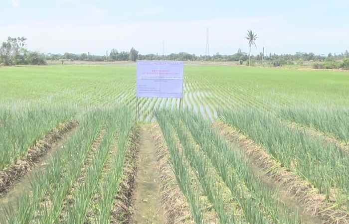 Đoàn công tác huyện Ea – Kar, tỉnh Đắk Lắk học hỏi, trao đổi kinh nghiệm sản xuất, liên kết tiêu thụ lúa gạo tại huyện Mỹ Xuyên